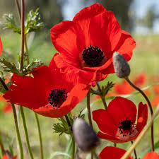 poppy flower image